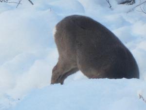 Deer calf looking for reindeer moss in the snow