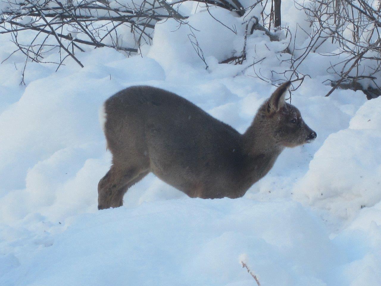 Deer calf in snow