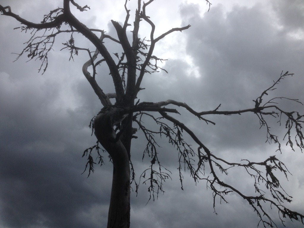 tree damaged by a thunderstorm, time to seek shelter