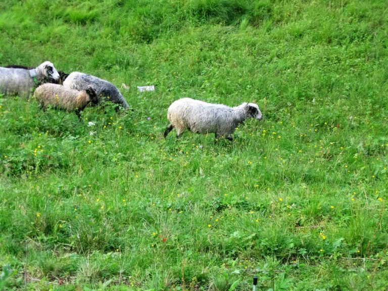 sheep are walking wool - Treeline Tales