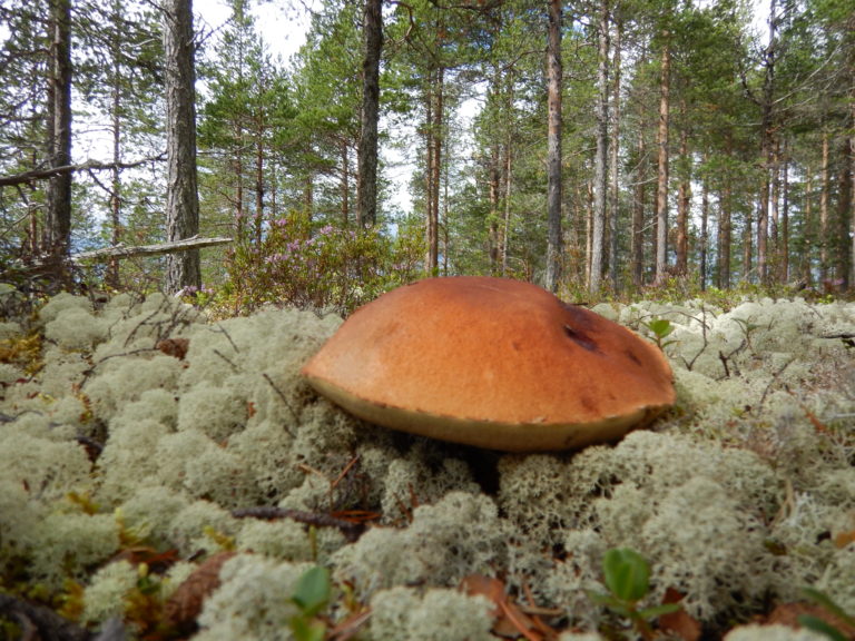 Wilderness close-up of mushroom set in a field of reindeer moss, Vasaberget, Idre, Dalarna, Sweden.