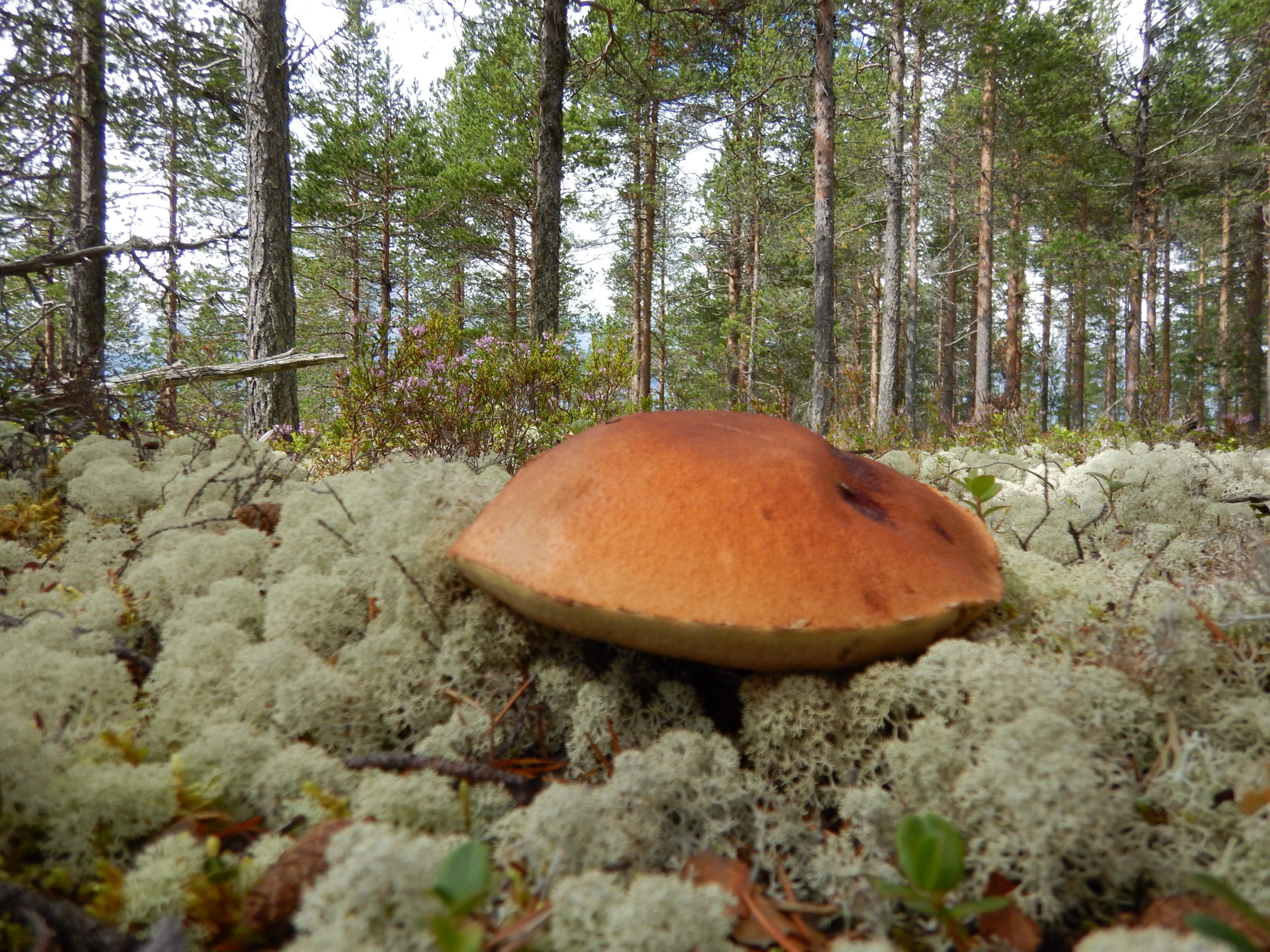 Wilderness close-up of mushroom set in a field of reindeer moss, Vasaberget, Idre, Dalarna, Sweden.