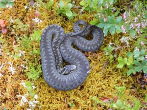 snake, Sweden