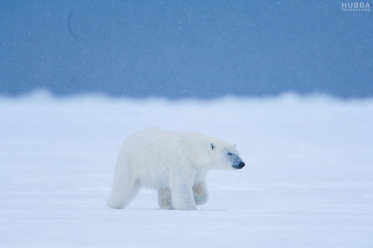 Polar bear on frozen snow, glacier background. Image credit Melissa Schaefer.