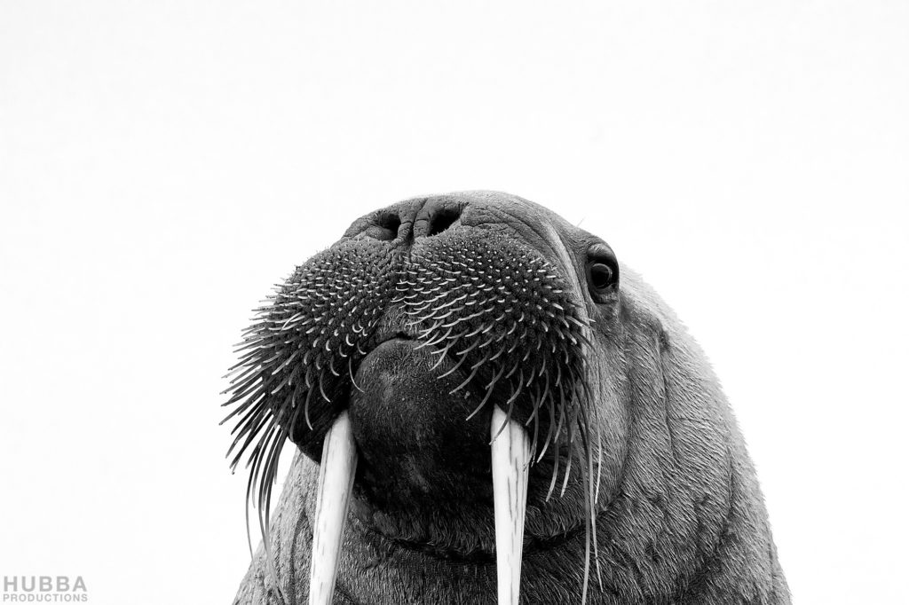 Walrus close-up, Svalbard. Image credit Fredrik Granath and Melissa Schaefer.